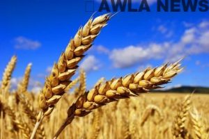 12c635903a4cd14eb10Wheat Photo