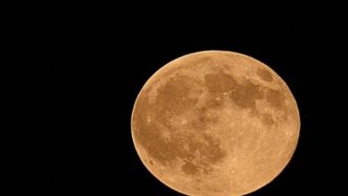 manar 00630790015071896631