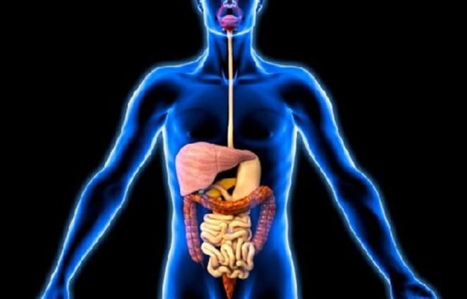 تعرف على الاعضاء التي تستطيع العيش من دونها! 1 تغ