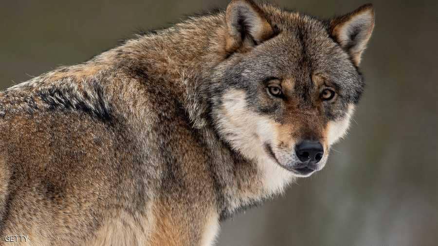 أنقذا كلبا من التجمد.. ثم اكتشفا "المفاجأة المرعبة" 1 كلب