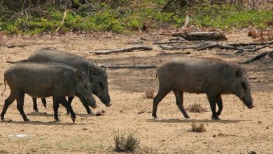 نائبة عن صلاح الدين : الخنازير تهدد حياة سكان المناطق الزراعية في المحافظة 5 خنازير
