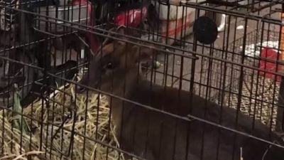 أخصائيون يحددون مصدر فيروس "كورونا" الجديد 1 Doc P 332667 637156468632943940 scaled