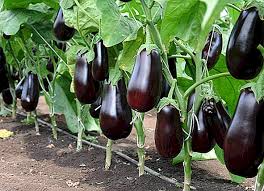 باذنجان مهجن