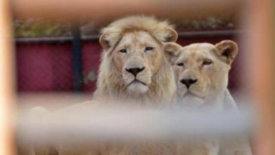 العثور على اشلاء موضف في حديقة الحيوانات بعد يومين على اختفائه 2 4FBAFD30 E42D 414C 99A8 FAD3CC2DD661