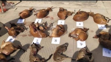 BB5FDC84 D32B 452A ADDF 613E587987CB