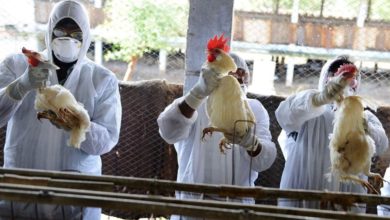 الصين تكشف عن تفشي "أنفلونزا الطيور" في إحدى المقاطعات شرقي البلاد 6 انفلونزا الطيور في السعودية