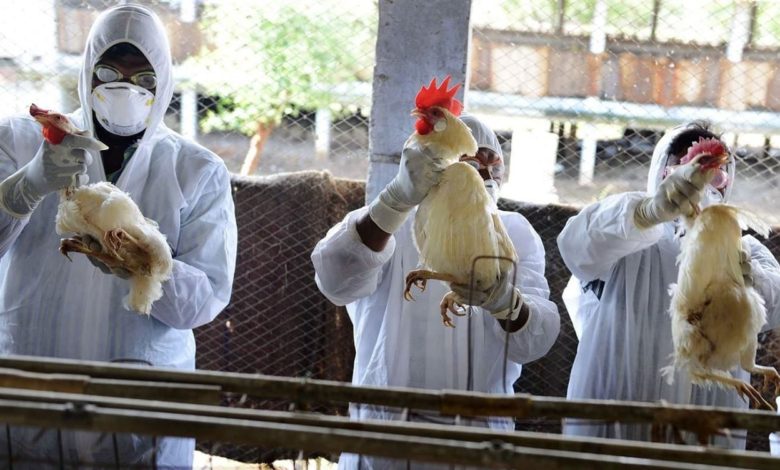 انفلونزا الطيور في السعودية
