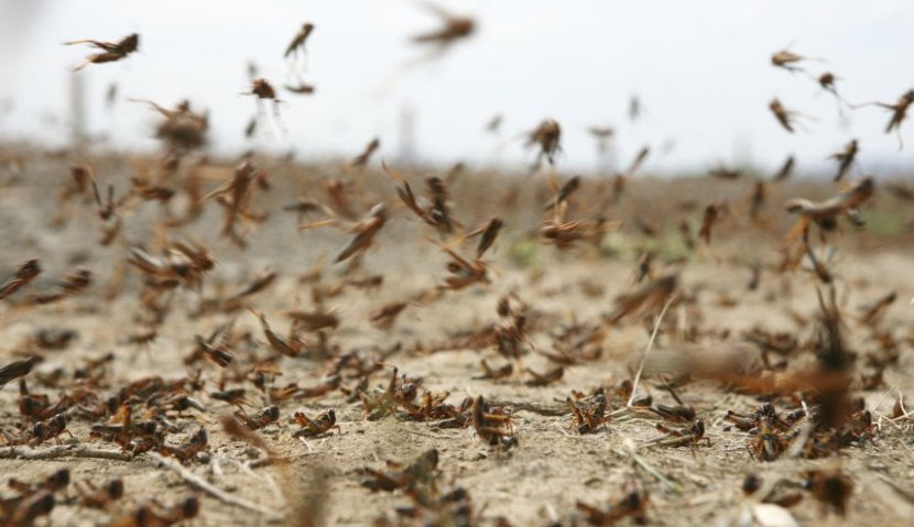 الصومال تعلن حالة الطوارئ بسبب الجراد 1 جراد صومال