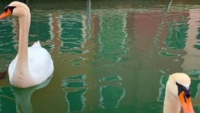 لأول مرة.. الأسماك تظهر في قنوات فينيسيا المائية مع تفشي كورونا 5 133 003105 venices canals cleanest theyve living 3