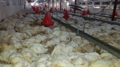 الى متى التسيب الحدودي وعلى وجه الخصوص في منافذ الاقليم 5 دجاج