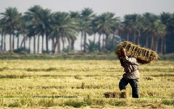 وزارة الزراعة