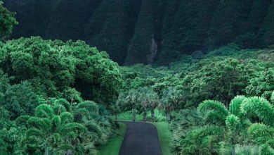 04BA6A99 BE26 4E8D A0B8 0D2C559318E8