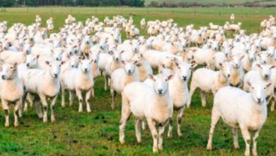 140 204025 mouton paques coronavirus 700x400 1 1