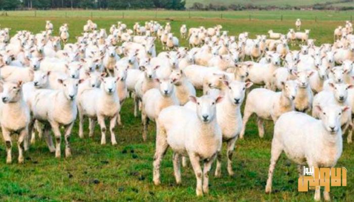 140 204025 mouton paques coronavirus 700x400 1 1