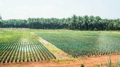 147 222210 generous agricultural season abudhabi 700x400