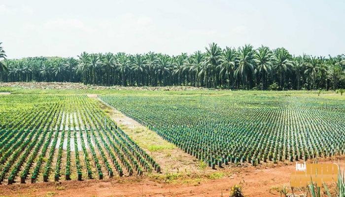 147 222210 generous agricultural season