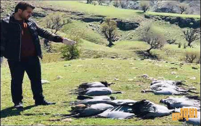 مئات الطيور البرية تلاقي مصرعها أثر صاعقة في كردستان 1 553E5ADB 47CA 4DA0 BD8C 0E448FCA71E2