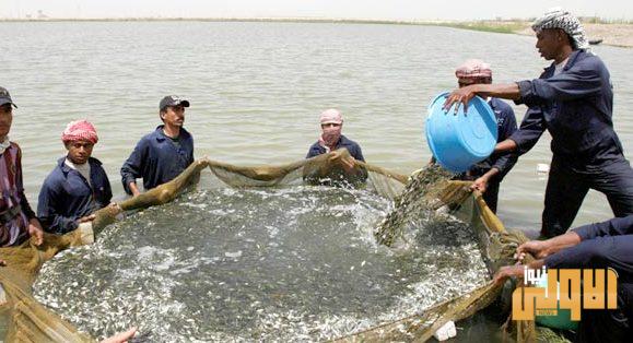 زراعة ذي قار تعلن انتهاء حظر صيد الاسماك الذي استمر لشهرين 1 743DE3EE 6C69 4387 8D54 1C7716FFBE97