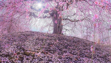 832B0A64 0AC7 4AA9 8CFA 657C16DDF6E6