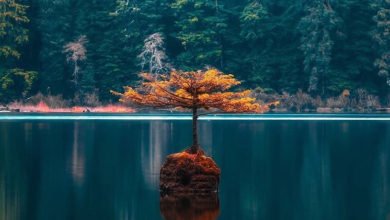 CFA227F0 3E5E 4E74 84A0 D6EF965246EC