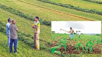 تراجع القطاع الزراعي التركي في أزمه كورونا 3 kvloiw9 1