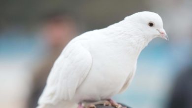 16203907 819C 4C75 83FD 0F85820F2C31