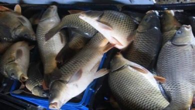 بعد دخوله بابل.. كربلاء تتخذ اجراءات ضد فيروس يفتك بالاسماك 6 3FA52C30 C3FD 4A4D 8C65 557ABFDE15A1