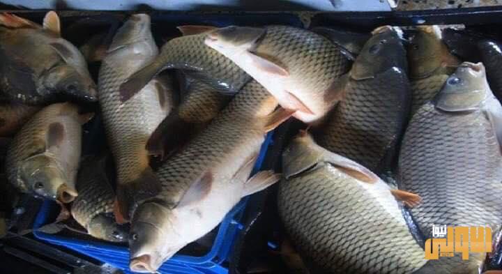 بعد دخوله بابل.. كربلاء تتخذ اجراءات ضد فيروس يفتك بالاسماك 1 3FA52C30 C3FD 4A4D 8C65 557ABFDE15A1