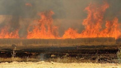 58C25017 351D 4353 8452 4FDCD73993E3