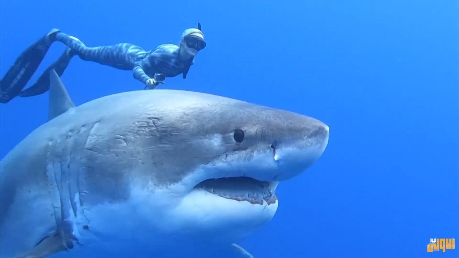 اكتشاف أول حضانة أحفورية للقرش الأبيض 1 5F178FF6 6714 42E7 830C 9359AB6EC70E