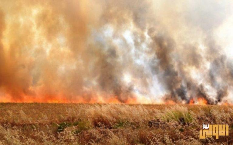 استهداف حقول الحنطة تهديد لـ الامن الغذائي.. مايجري ممنهج ومنظم 1 609483C7 82BE 410C A741 B94067CD323D