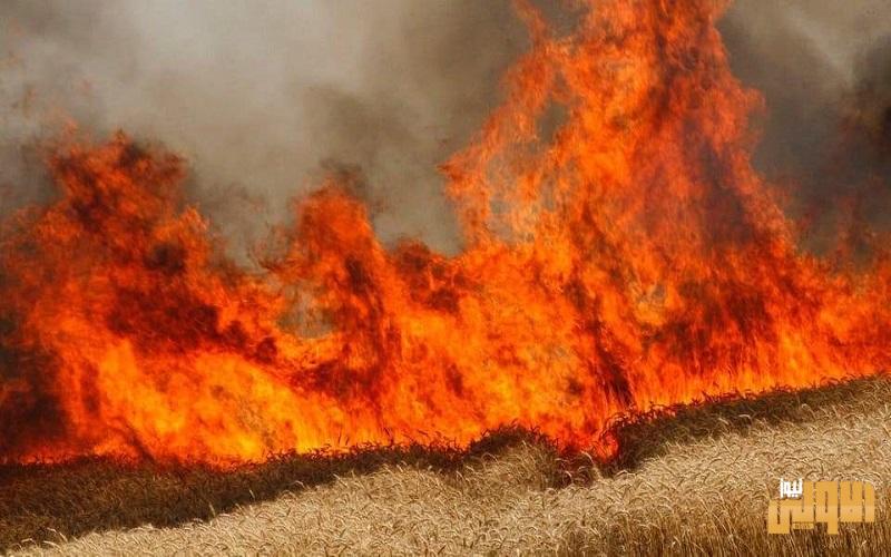 الجنابي يكشف حقيقة حرق محاصيل زراعية شرقي الرمادي 1 68F9CB8F FDDC 44D3 8437 981ADB54485F