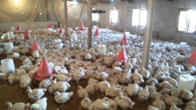 maxresdefault 1 696x392 1