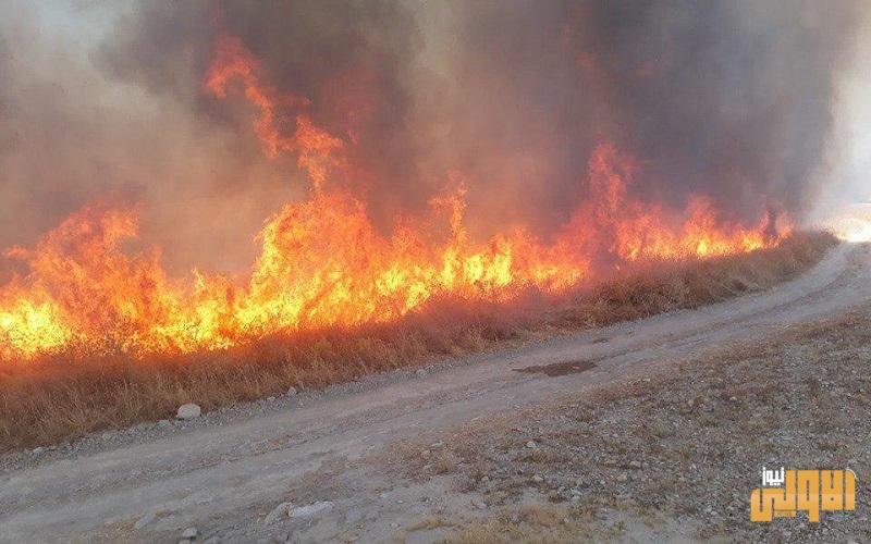 داعش الارهابي يضرم النيران في حقول الحنطة بجلولاء بديالى 1 حرائق مندلي