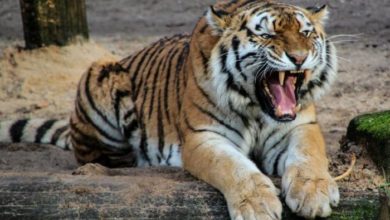 السجن مدى الحياة للنمر آكل البشر في الهند 16 319DBFE5 BA2E 4532 81C1 B11A063E22AE