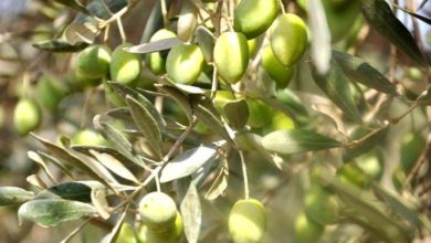 C1464D44 318F 4477 BD93 D60996C84230