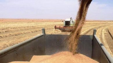 الزراعة توافق على استلام كميات الحنطة كافة من المزارعين في الأنبار 8 E57E836D 2D22 40FB 892C 77E88AC171C7
