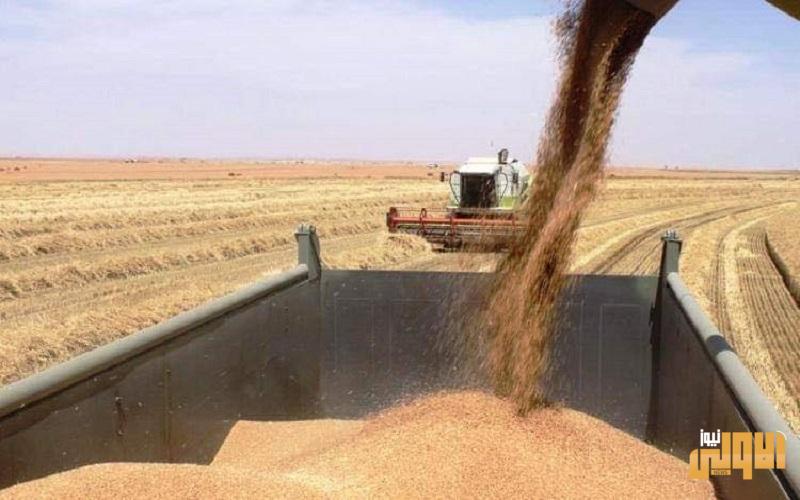 الزراعة توافق على استلام كميات الحنطة كافة من المزارعين في الأنبار 1 E57E836D 2D22 40FB 892C 77E88AC171C7