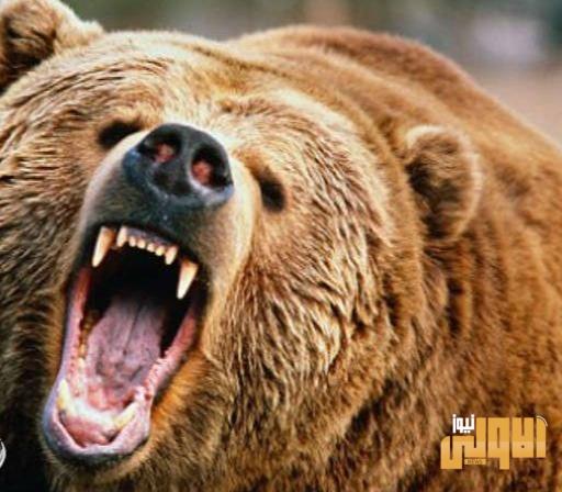 الشرطة تقبض على دب وصاحبه في بابل 1 IMG 20200629 135238