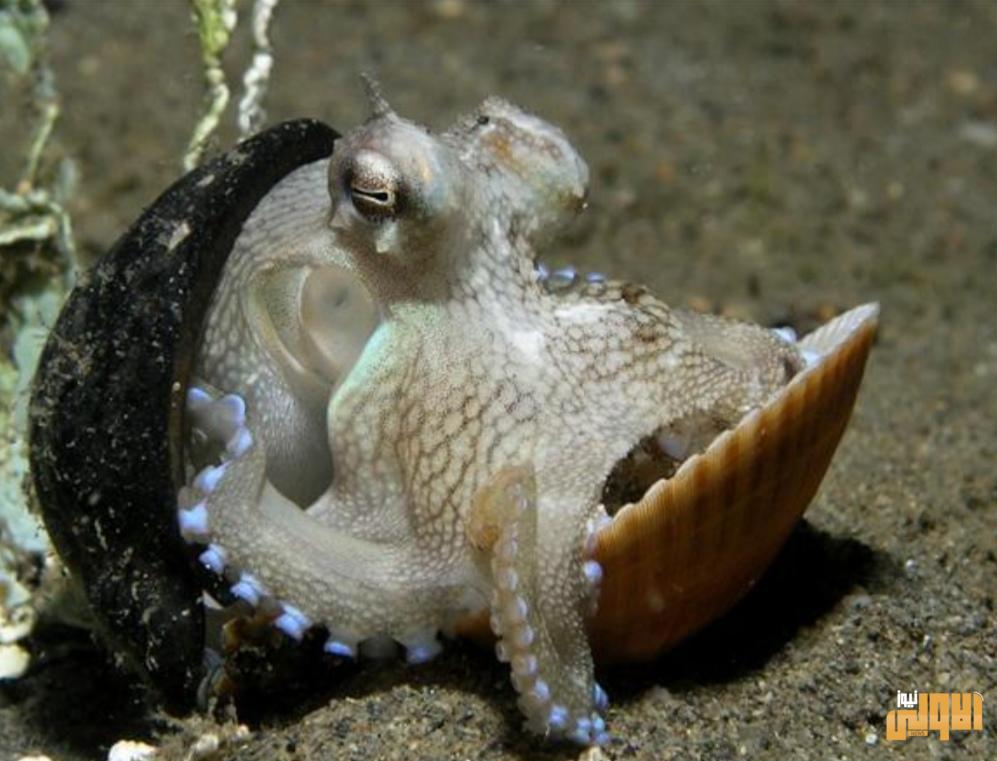 معلومات تدهشك لايعرفها معظم الناس 1 Screenshot ٢٠٢٠٠٦١١ ١٩٤٩٥١