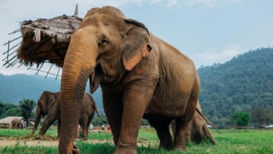 Screenshot ٢٠٢٠٠٦١١ ١٩٥٣١١