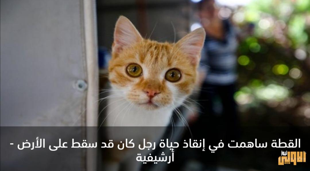 قطة شجاعة تنقذ حياة رجل.. المكافأة شهادة شكر 1 Screenshot ٢٠٢٠٠٦٢٧ ١٥٥٠١٦