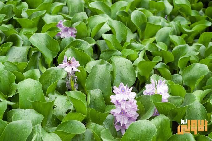 اسم رقيق لكارثة بيئية تجتاح انهار العراق 1 images.jpeg ٢٧