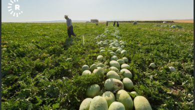 watermelon 22062020 13.jpeg