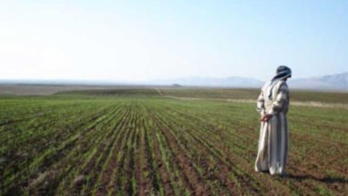 الزارعة النيابية تطالب بدفع مستحقات الفلاحين وتقديم الدعم لهم لإنهاء الاستيراد 4 08936ABB A674 4A23 89EA 0EFCD75E7F7E