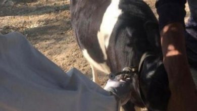 CD1CEF60 B020 4B70 8969 69BEA7673C1C