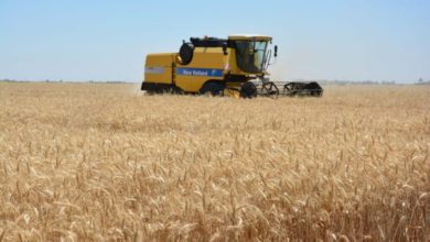 التجارة: كميات الحنطة المسوقة لعموم محافظات البلاد قاربت الخمسة مليون طن 2 DE1F1215 CDAA 4D27 8ADE 97603EEAEF72