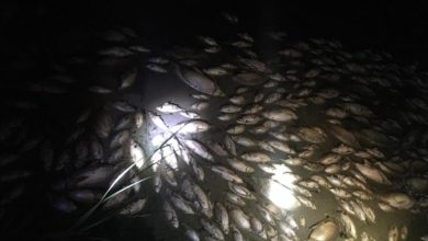 ExtImage 5405872 710991232