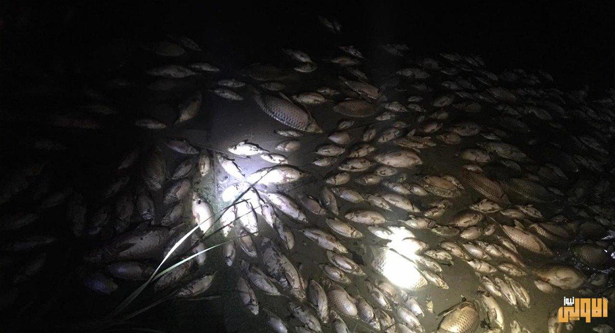 نفوق 8 الاف سمكة 1 ExtImage 5405872 710991232