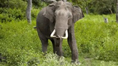 IMG 20200702 173205 576 1